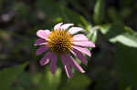 Eastern purple coneflower